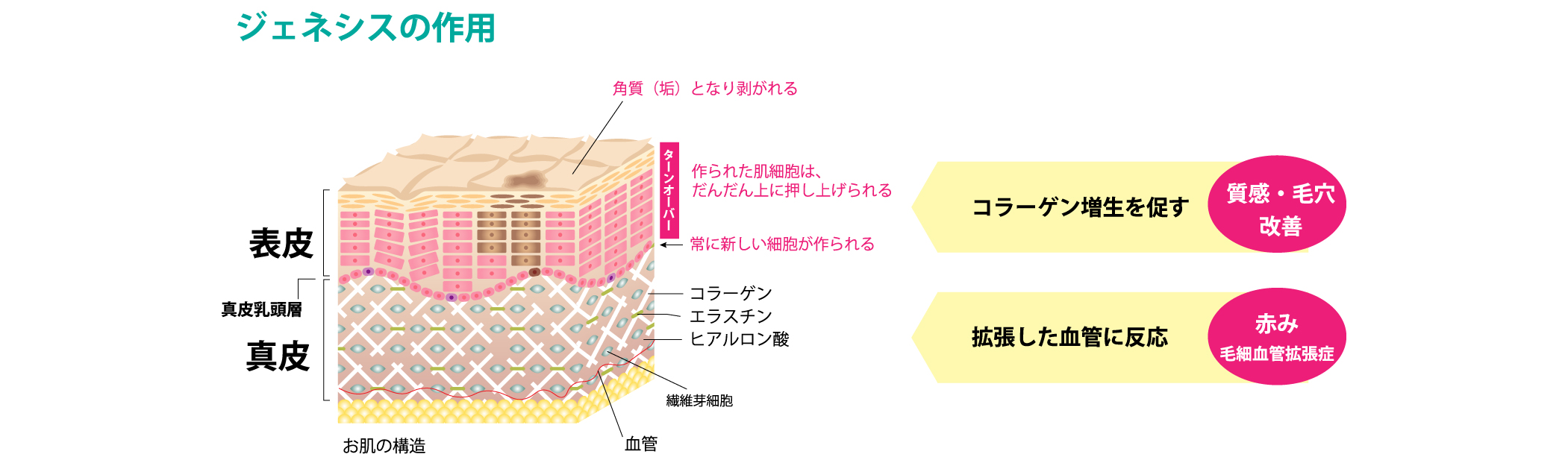 ジェネシスとは